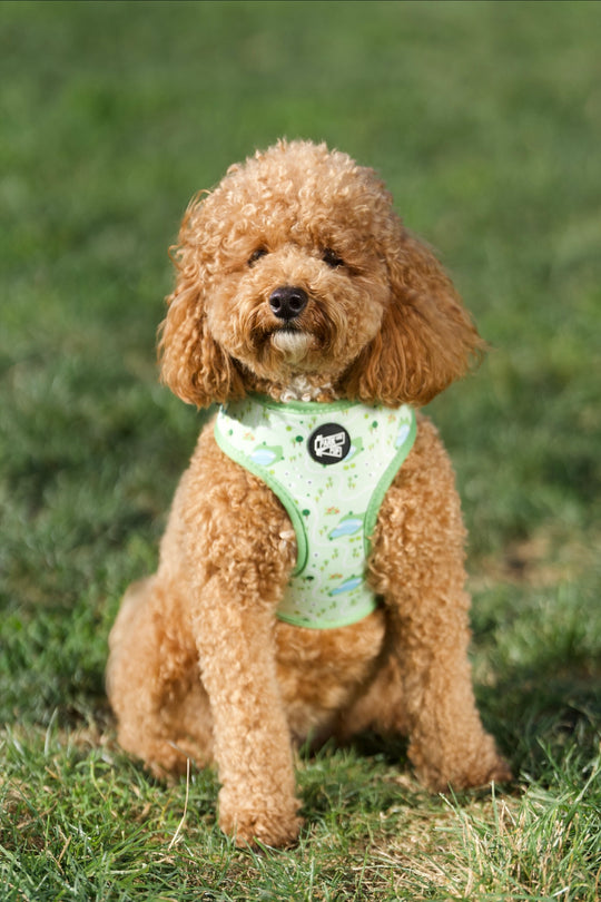 Central Bark Harness