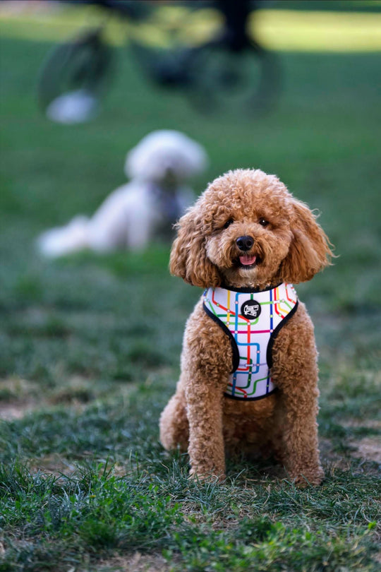 Subway Pup Harness