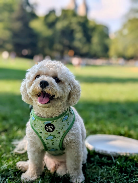 Central Bark Harness