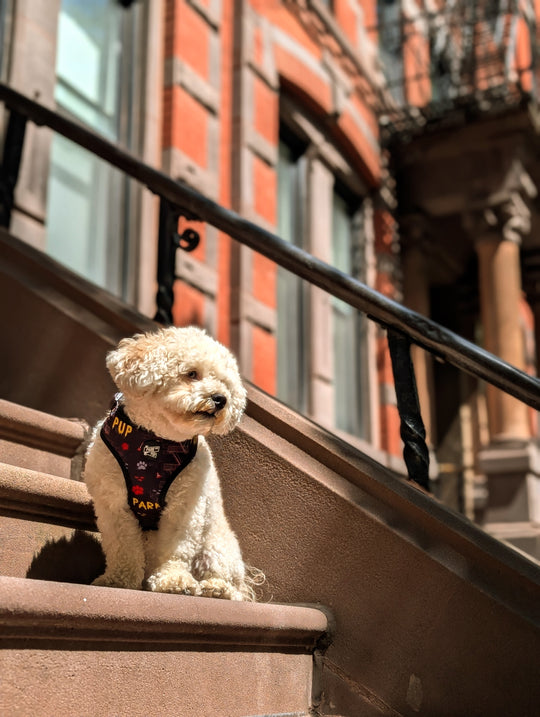 Alley Hound Harness